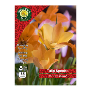 Wild Tulip Bright Gem 35 Bulbs