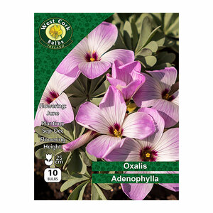 Oxalis Adenophylla 10 Bulbs