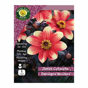 Dahlia Collarette Dahlegria Bicolore 1B