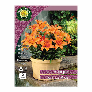 Lilium for Pots Orange Pixie 2 Bulbs