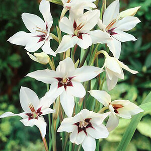 Gladioli Callianthus Murielae 20 Bulbs