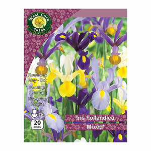 Iris Hollandica Mixed 20 Bulbs