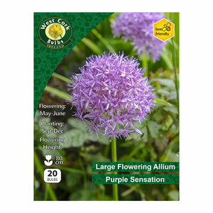 Allium purple sensation 20 bulbs