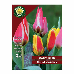 Tulip Dwarf Partitura 10 Bulbs