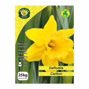 Daffodil Carlton 25Kg