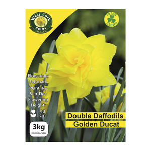 Daffodils Golden Ducat Bulbs 3kg