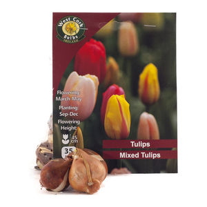 Tulip Mixed 35 Bulbs