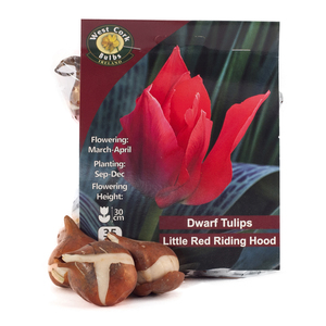 Tulip Little Red Riding Hood 35 Bulbs