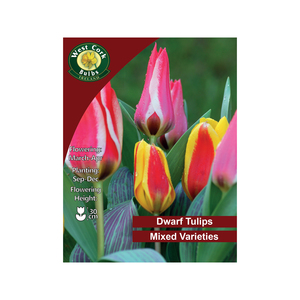 Mixed Dwarf Tulips 35 Bulbs