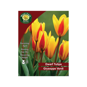 Giuseppe Verdi Tulips 35 Bulbs