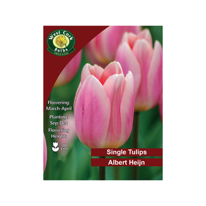 Albert Heijn Tulips 10 Bulbs