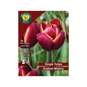 Arabian Mystery Tulip 35 Bulbs