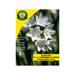 Paperwhite Ziva Daffodil 15 Bulbs