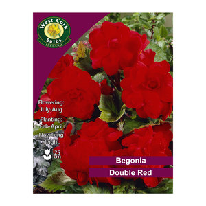 Begonia Double Red 3 Bulbs
