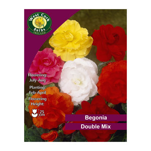 Begonia Double Mix 3 Bulbs