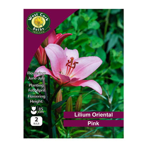 Lilium Oriental Pink 2 Bulbs