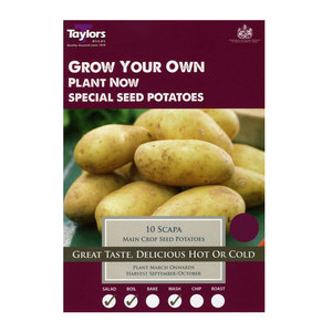 Main Crop Scapa Seed Potatoes 10 Pack