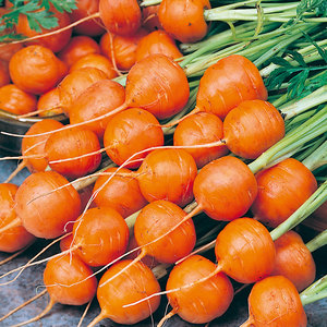 Suttons Seeds Fun To Grow Bowling Carrots