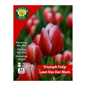 Tulip Leen Van Der Mark 35 Bulbs