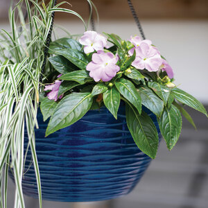 Plant Avenue Windermere Hanging Basket Blue 35cm