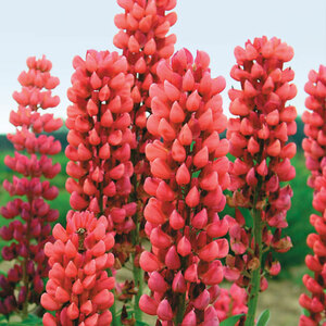 Lupinus Russell Hybrid Red Roots 5 Bulbs